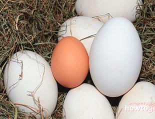 Чем полезны для человека гусиные яйца